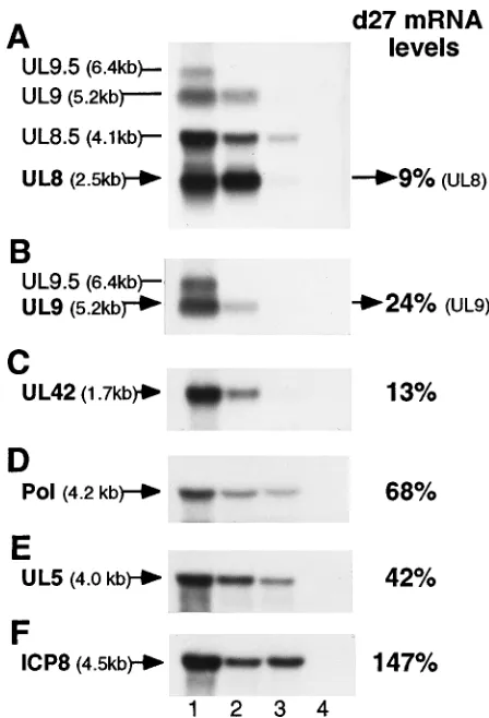 TABLE 3. Pulse- and pulse-chase labeling of replication proteinsa
