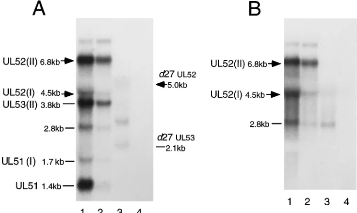 FIG. 6. Analysis of UL52 transcripts and their expression in ICP27 mutant virus-infected cells
