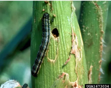 Figure 4. Fall armyworm larva showing the  characteristic ‘inverted Y’ on head. Photo  credit: Steve L
