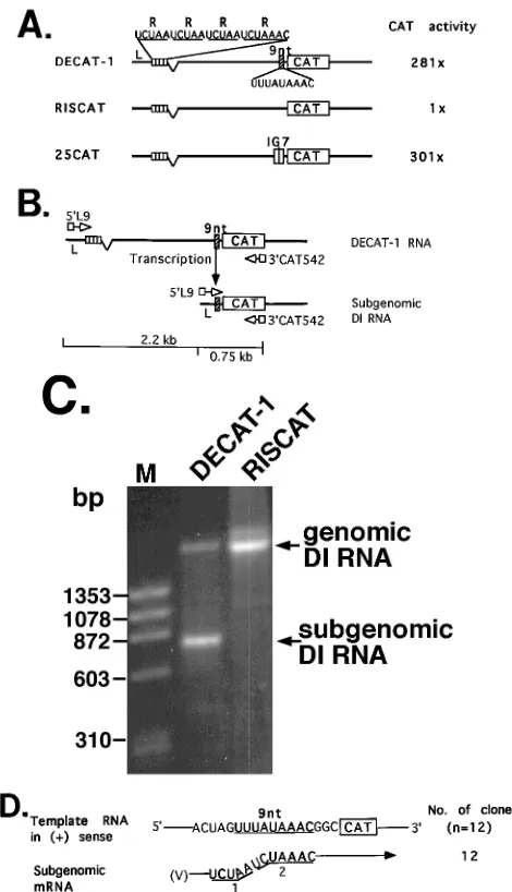 FIG. 1. The 5�initiation site. (A) Structures and transcription efﬁciencies of the DI RNA re-porter constructs