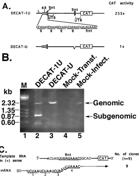 Fig. 1A, the CAT activity from pDECAT-1 was expressed at alevel (281-fold increase) comparable to that from p25CAT(301-fold increase)