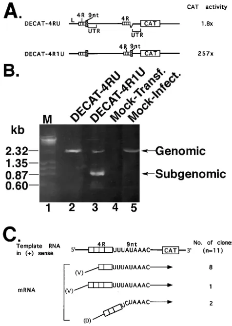 FIG. 3. The 9-nt sequence is the only transcription initiation site at the-terminal region of MHV RNA
