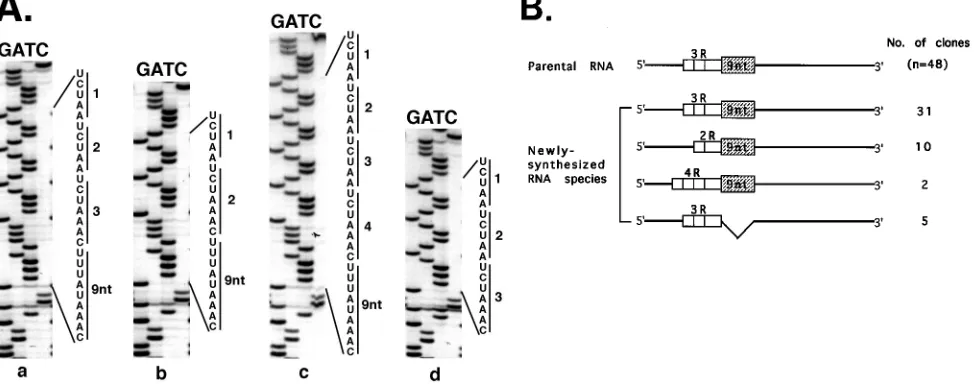 FIG. 4. Heterogeneity of the 5�at the 3RNA species (a through d). (B) Structural diagram of the 5the leader is a heptanucleotide sequence (UCUAAAC) instead of a pentanucleotide sequence (UCUAA); it is represented by a longer rectangle