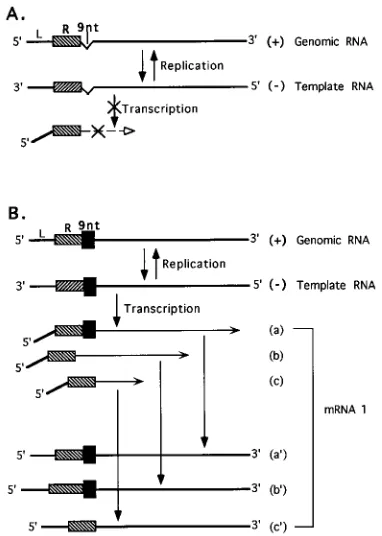 FIG. 5. Proposed mode of leader switching and evolutionary pathway ofMHV variants and DI RNAs