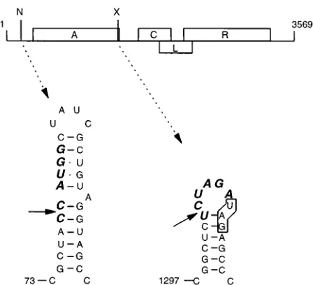 FIG. 1. Genetic map of bacteriophage MS2 showing sites used for insertingextra nucleotides