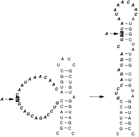 FIG. 3. Stem-loop structures predicted to form by revertants L.1 to L.6 and M.1 to M.5