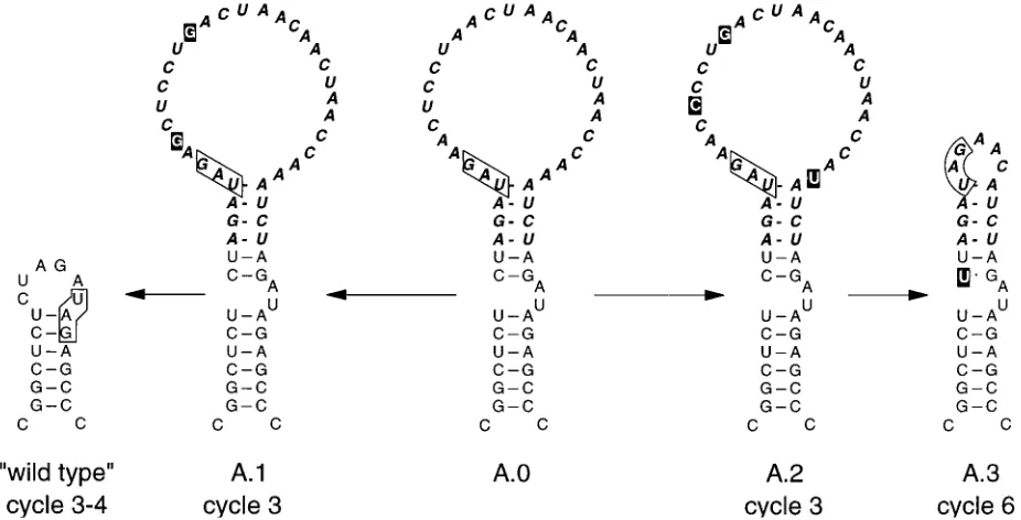 FIG. 6. Insertion mutants C.0 and D.0 which can form stable stem-loopstructures. The A protein encoded in mutant C.0 is the same as the wild type; the