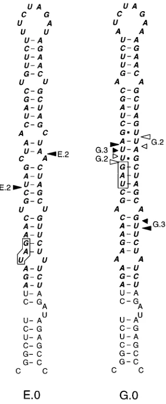 FIG. 8. Evolution of mutants E.0 and G.0. Arrowheads indicate the crossoverpoints for E.2 and the possible crossover points for G.2 and G.3