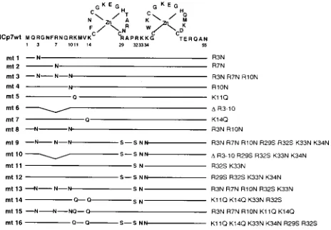 FIG. 1. Amino acid sequence of the NCp7 protein of HIV-1 in single-lettercode. Note the two zinc ﬁngers, indicated schematically, wherein C, C, H, and C