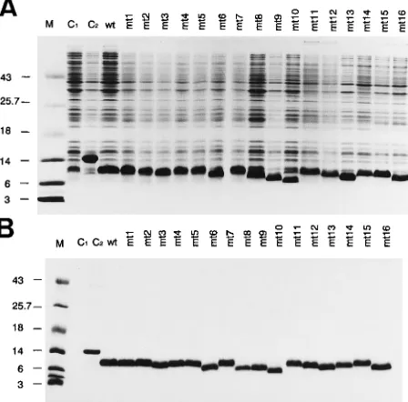 FIG. 3. Optimization of assay conditions for Northwestern blot analysis in-vestigating NC protein-RNA interaction