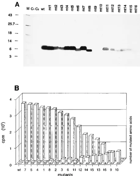 FIG. 4. Binding of NCp7 wtradioactively labelled transcript was performed under standard assay conditions(see Materials and Methods)