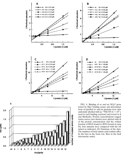 FIG. 6. Binding of wtused in each binding reaction) and tested in ﬁlter binding assays (see Materialsand Methods)