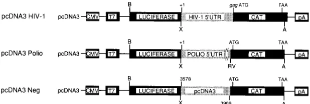FIG. 3. One microgram of plasmid DNA from the pKSBglII series was usedto program a coupled transcription and translation system according to the