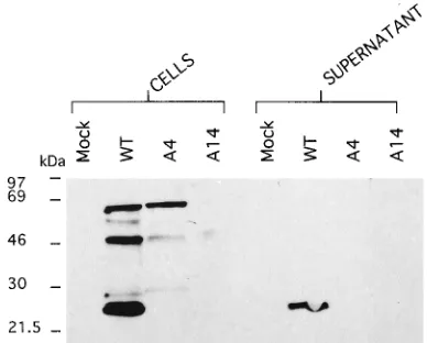 FIG. 6. Western blot of transfected CD4�Ig horseradish peroxidase-linked whole antibody (from sheep) and the ECLWestern detection reagents (Amersham)