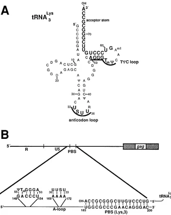 FIG. 1. Diagram of mammalian tRNA3well as the predicted base pairing. The PBS, located between nucleotides 183 and 200, is predicted to base pair with the 3acceptor stem of tRNA2underlined