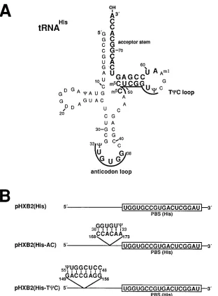 FIG. 2. Diagram of tRNAHisconstructed. The predicted base pairing between the mutant viral RNA sequences and the anticodon and Tnucleotide positions of the mutant residues within the RNA genome
