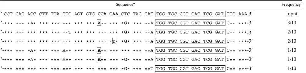 TABLE 4. Sequences of the PBS region of proviruses derived from pHXB2(His-AC) viruses at passage 10