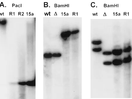 TABLE 1. Spontaneous reactivation of HSV-1 in rabbits latently infected with LAT15aa