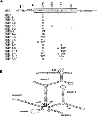 FIG. 1. (A) Diagram of the plasmids used in this work. The name of the plasmids and their relevant features are indicated