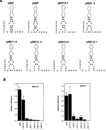 FIG. 3. (A) Predicted secondary structure at the base of domain 3 of mutant IRES, obtained with the M-Fold program
