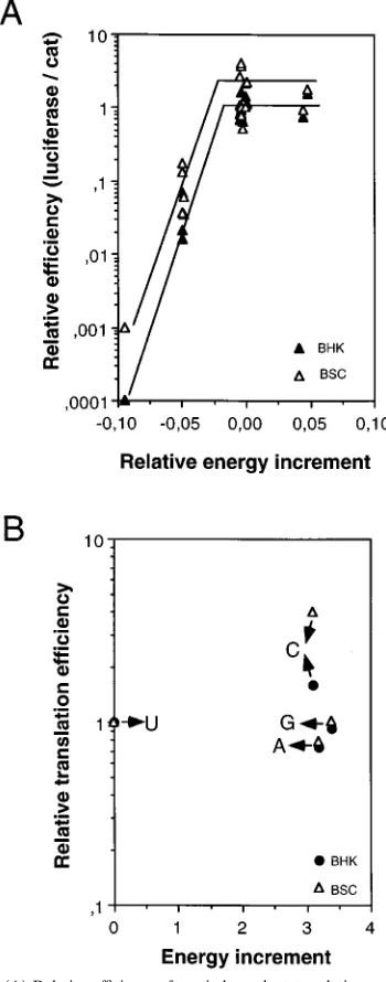 FIG. 5. (A) Relative efﬁciency of cap-independent translation as a functionof the relative increment of free energy of each mutant IRES