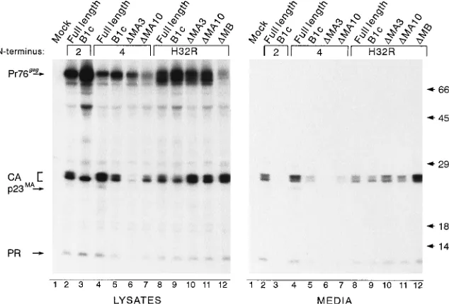 FIG. 2. Substitutions within the N-terminal region of the RSV MA domain. The top line (Myr0) shows the N-terminal sequence of the wild-type (WT) Gag protein.The sequences of the mutants used in this study are shown below the wild type, with positions of id