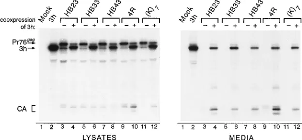 FIG. 4. Effects of positive charges within the ﬁrst 10 amino acids of RSVGag. Gag proteins from COS-1 cell lysates and medium samples were radiola-