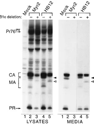 FIG. 6. Effect of HIV-1 basic motif substitution on budding and tolerance ofB1c. COS-1 cells were transfected with the indicated plasmids and lysed, and