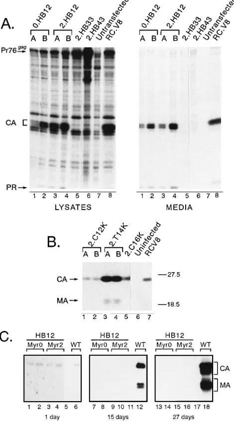 FIG. 10. Effect of basic substitutions on budding and infectivity in avian cells.QT6 cells were transfected with the indicated proviral constructs