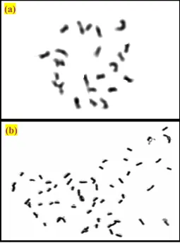 Figure 2. Polymerase Chain Reaction (PCR) of Transgenic and Control Plants of cotton revealing the integration of Bt gene