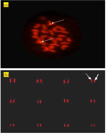 Figure 4. Fluorescence in situshowing  hybridization (FISH) analysis of Bt gene in rice