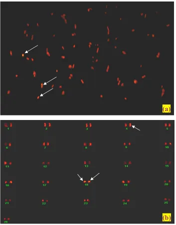 Figure 5. Fluorescence in situshowing  hybridization (FISH) analysis of Bt gene in cotton
