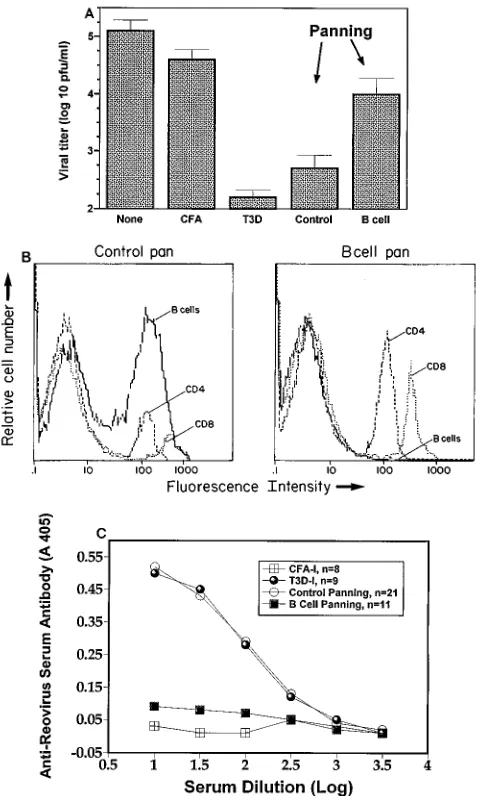 FIG. 4. Effect of passive transfer of antibody on reovirus titers in the intes-tines of SCID and MuMT mice