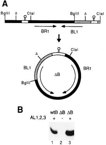 FIG. 1. Tandem partial repeats of the TGMV B genome and the monomericcomponent released during replication