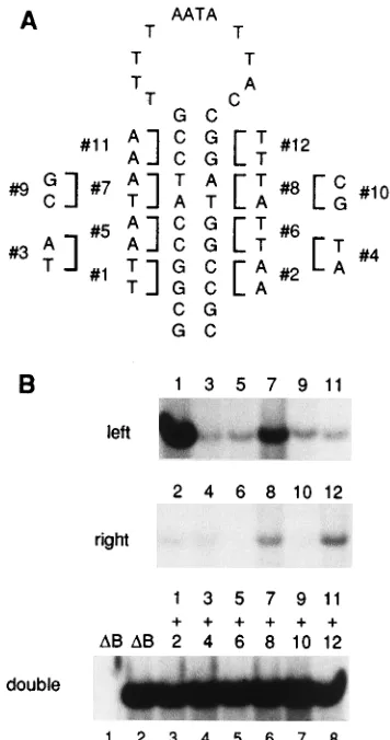 FIG. 3. Transient replication of TGMV B DNAs with 8-bp mutations in thestem of the hairpin