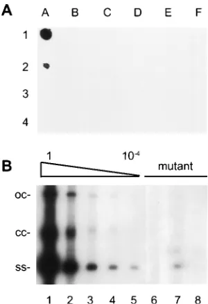 FIG. 5. Replication of TGMV B DNA in infected plants. (A) Squash blotanalysis of plants infected with a wild-type A component and a wild-type or