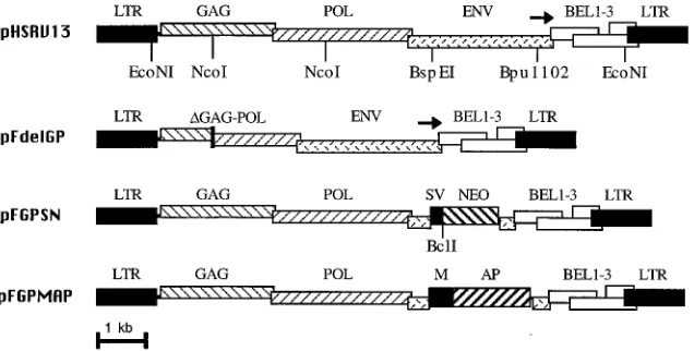 FIG. 1. Foamy virus constructs. The structures of HFV constructs used to generate vector stocks are shown