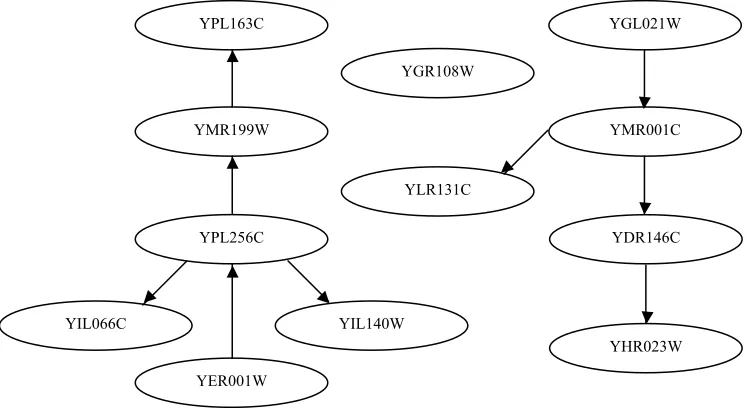 Figure 2.2  YPL256C sub-network constructed by Dejori [14] 