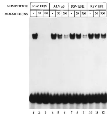 FIG. 1. Map of binding sites in the 5�that of the BK25 isolate (30). Binding sites for a1/EBP are indicated by boxes drawn with dotted lines, while those for a3/VBP are depicted by boxes drawn with solidlines and their locations are positioned according to