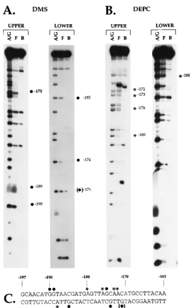 FIG. 3. Chemical interference footprints of the EFIV binding site. The EFIVoligonucleotide (Table 1) was labeled on either the upper or lower strand,