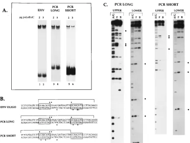 FIG. 4. Identiﬁcation of a second EFIV binding site in the RSV LTR. The PCR long and PCR short probes were generated and labeled as described in Materialsand Methods and subjected to EMSA (A) and methylation interference footprinting (C) as previously desc