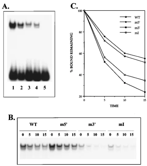 FIG. 5. The EFIV binding site includes transcriptional regulatory sequencesactive in CEF and S13 cells