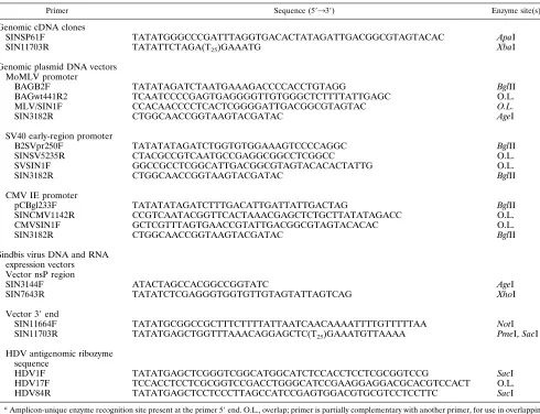 TABLE 1. Primers used to construct Sindbis virus-based vectors