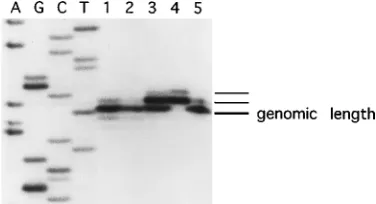 FIG. 1. Transcript 5�RNA and DNA vectors. Lanes 1 to 5, primer-extended reverse transcription ofRNA puriﬁed from BHK cells at 48 h posttransfection with pDCMVSINg, BHKcells at 48 h posttransfection with pDSV40SINg, BHK cells at 24 h posttrans-fection with 