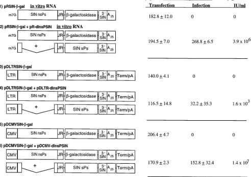FIG. 2. Expression and packaging of Sindbis virus vectors. BHK cells were transfected with in vitro-transcribed RNA or DNA vectors or cotransfected with invitro-transcribed RNA or DNA vector and DH molecules