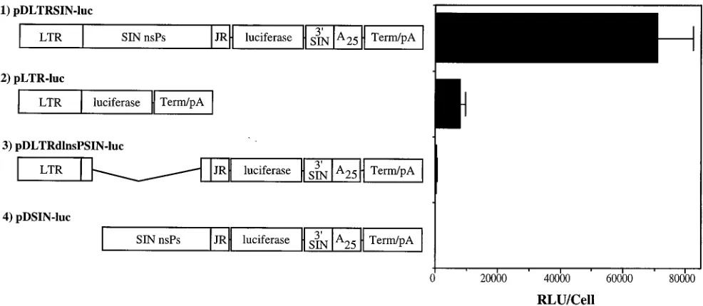 FIG. 3. Sindbis virus-speciﬁc RNAs synthesized in BHK cells transfectedwith various in vitro-transcribed RNA and DNA vectors or infected with wild-