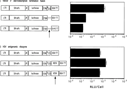 FIG. 6. Luciferase expression in BHK cells transfected with 3-end-modiﬁed Sindbis virus DNA expression vectors