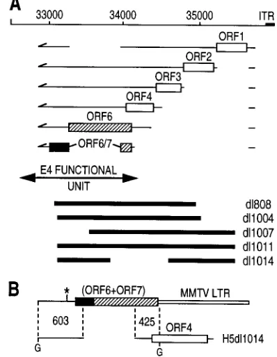 FIG. 1. (A) Genetic organization of the E4 region. The main mRNAs en-coding E4 ORF1, ORF2, ORF3, ORF4, ORF6, and ORF6/7 gene products have