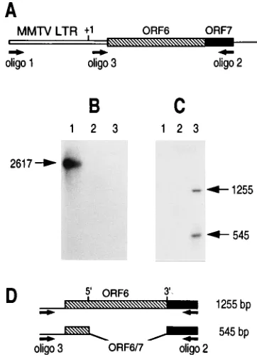 FIG. 3. Correction of the late-protein synthesis defect in IGRP2. Mock- andH5dl1007-infected cells (20 PFU per cell) were collected at 72 h postinfection.