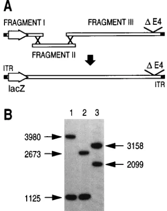 FIG. 4. (A) Construction of virus Ad�Gal/dl1014 in IGRP2 cells. FragmentsI, II, and III are overlapping puriﬁed restriction fragments derived from the